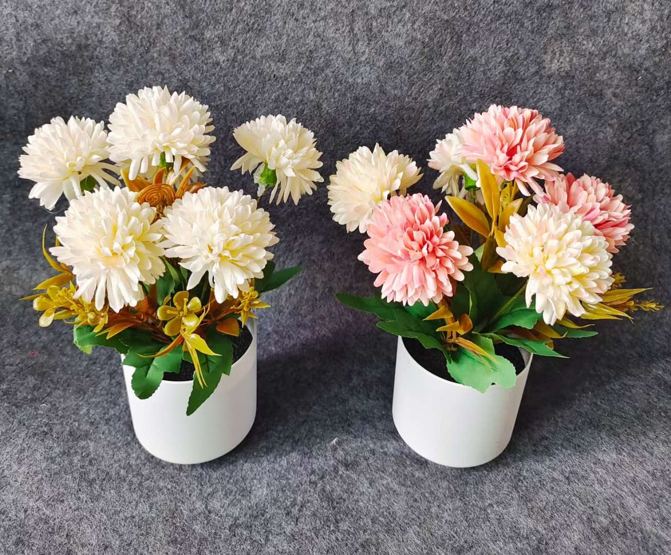 Xiangfei Mountain Camellia Pot With Bud Five-Color Chidan Flower Plant Indoor Good Cultivation Camellia Saplings Bloom All Seasons Application Scenario