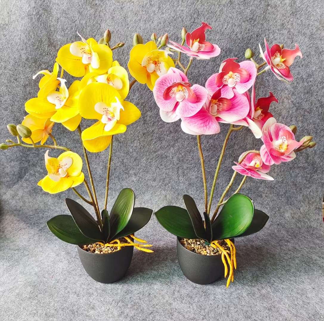 Xiangfei Mountain Camellia Pot With Bud Five-Color Chidan Flower Plant Indoor Good Cultivation Camellia Saplings Bloom All Seasons