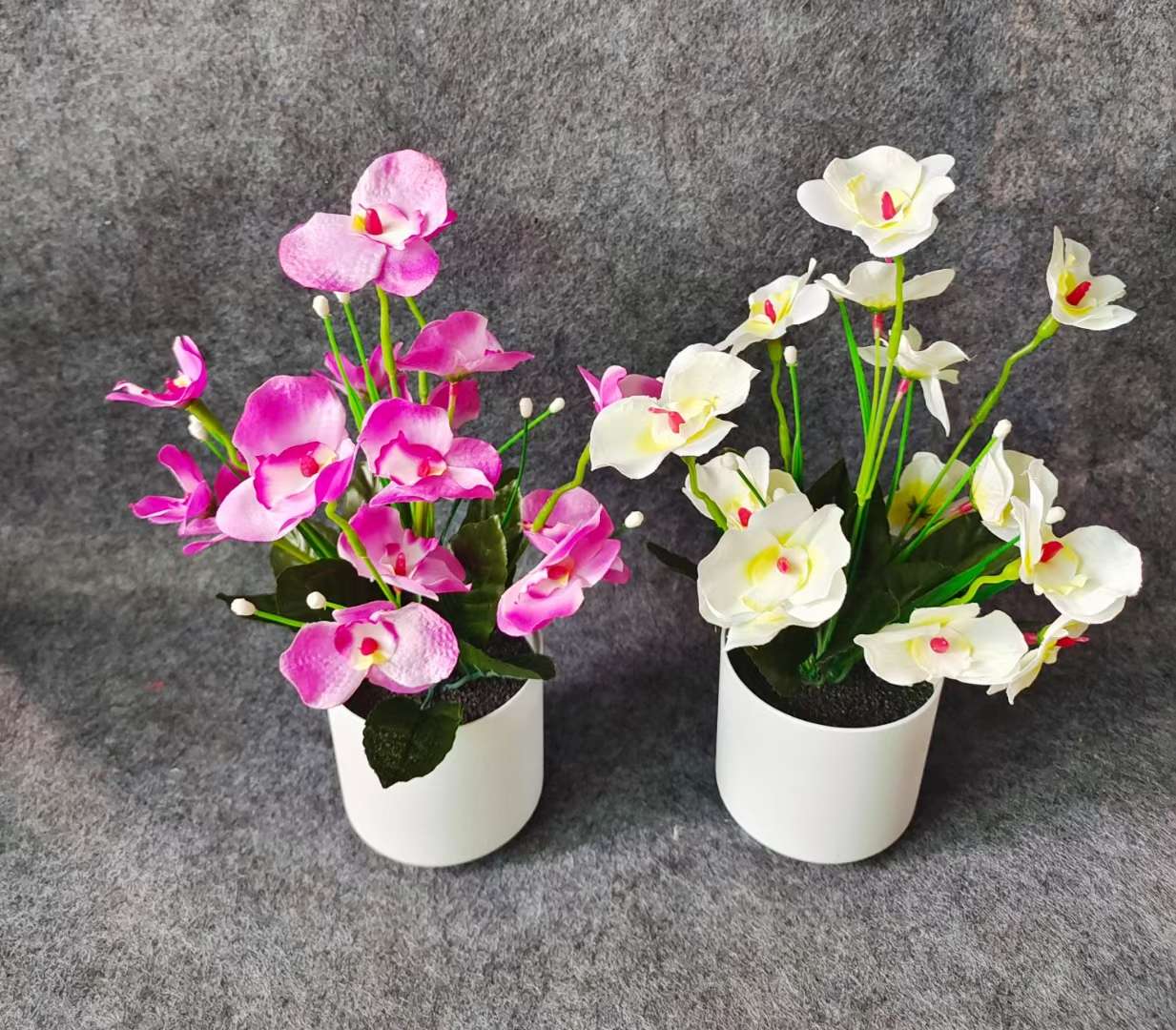 Xiangfei Mountain Camellia Pot With Bud Five-Color Chidan Flower Plant Indoor Good Cultivation Camellia Saplings Bloom All Seasons undefined