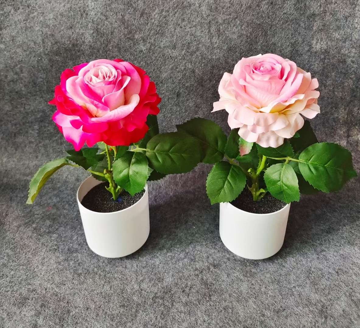 Xiangfei Mountain Camellia Pot With Bud Five-Color Chidan Flower Plant Indoor Good Cultivation Camellia Saplings Bloom All Seasons Item Picture
