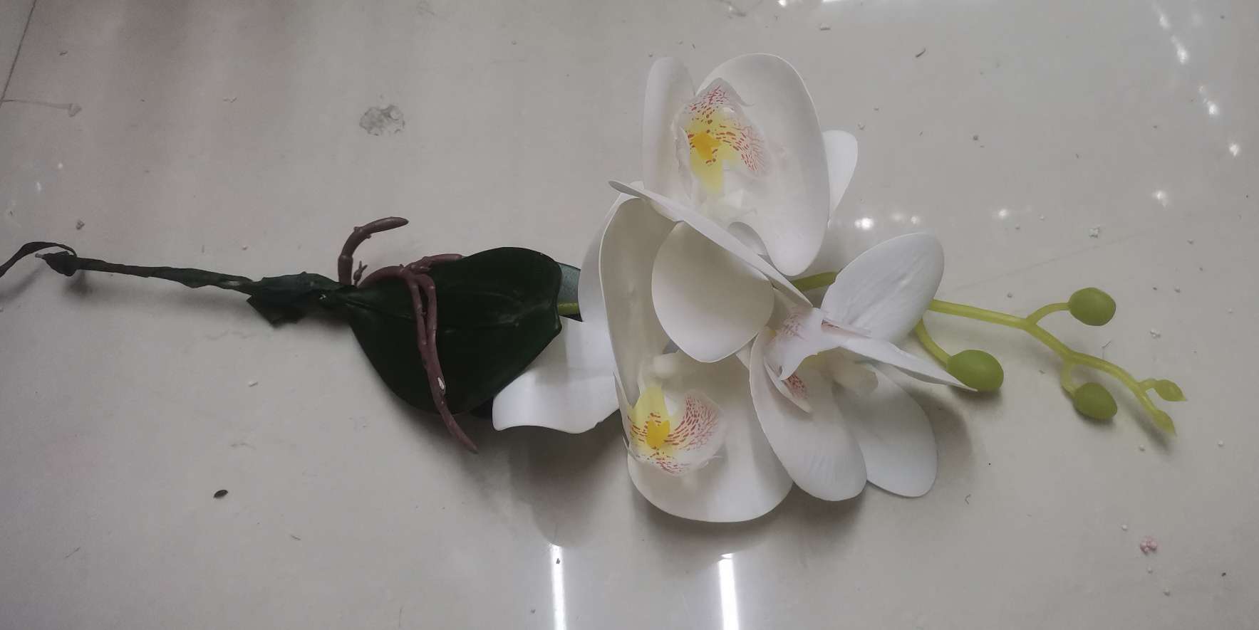 仿真3D蝴蝶兰  盆栽花高档人造仿真蝴蝶兰花装饰工程花白底实物图