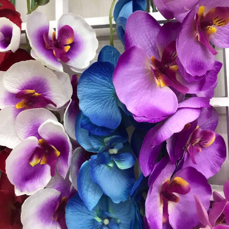 鑫强发丝花商行7头海马薰衣草厂家直销1111