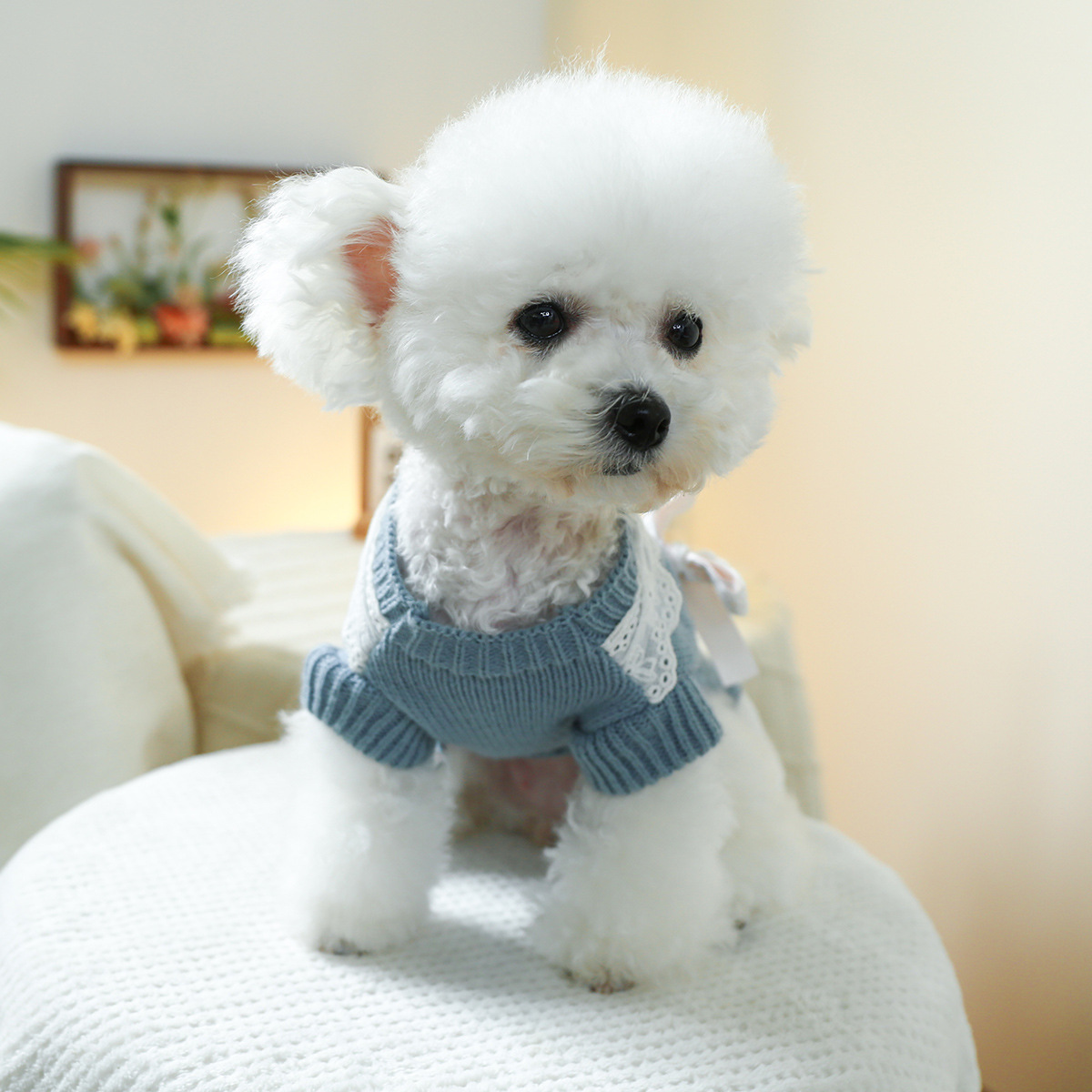 T Elegant princess cat and dog dress, warm and comfortable home clothes for pets, dogs and cats in autumn and winter, woolen dog clothes details Picture