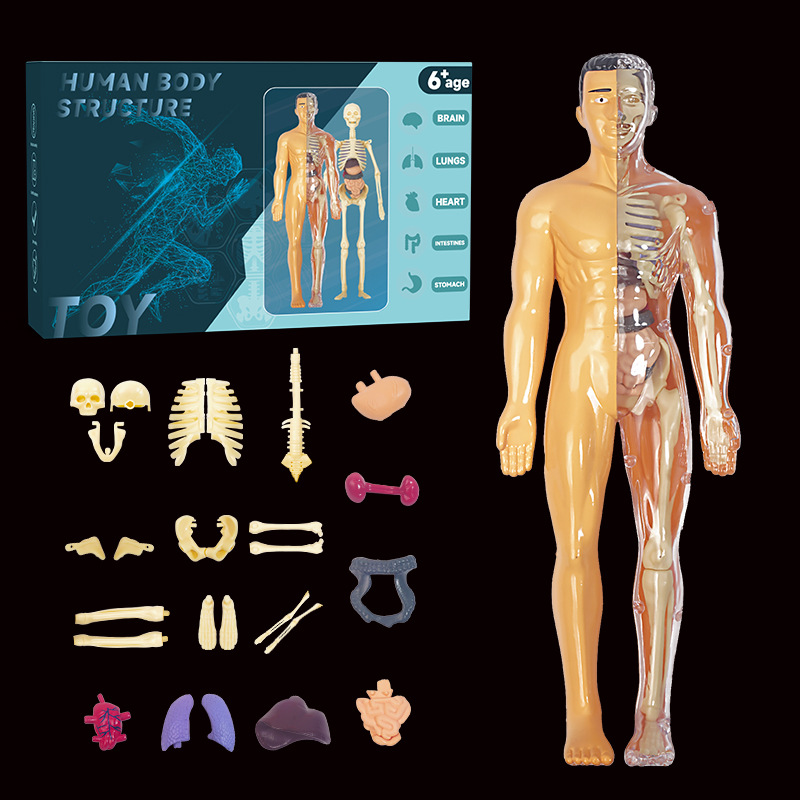 跨境儿童人体骨骼模型玩具科教认知组装骨架结构玩具批发