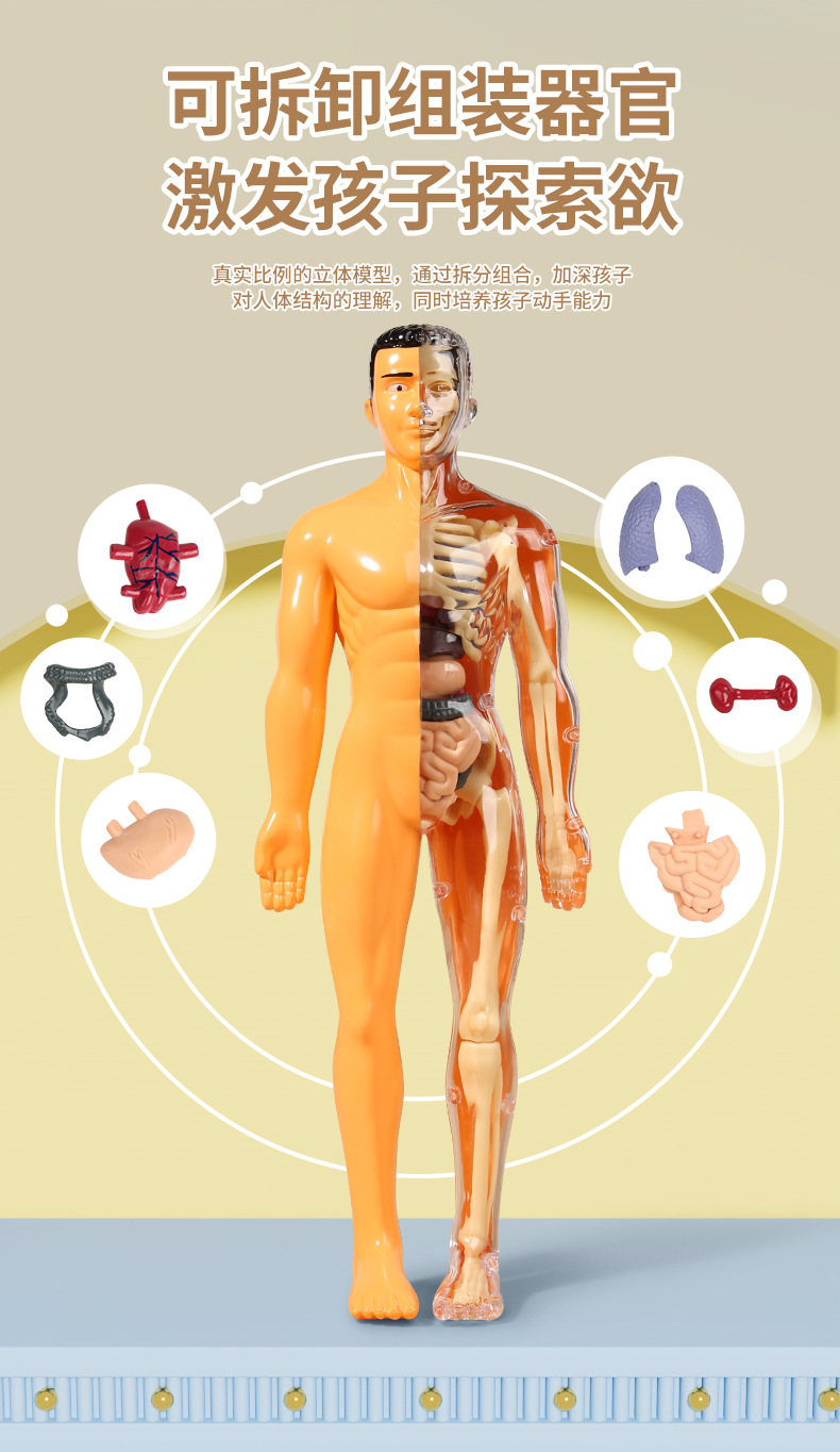 跨境儿童人体骨骼模型玩具科教认知组装骨架结构玩具批发详情2