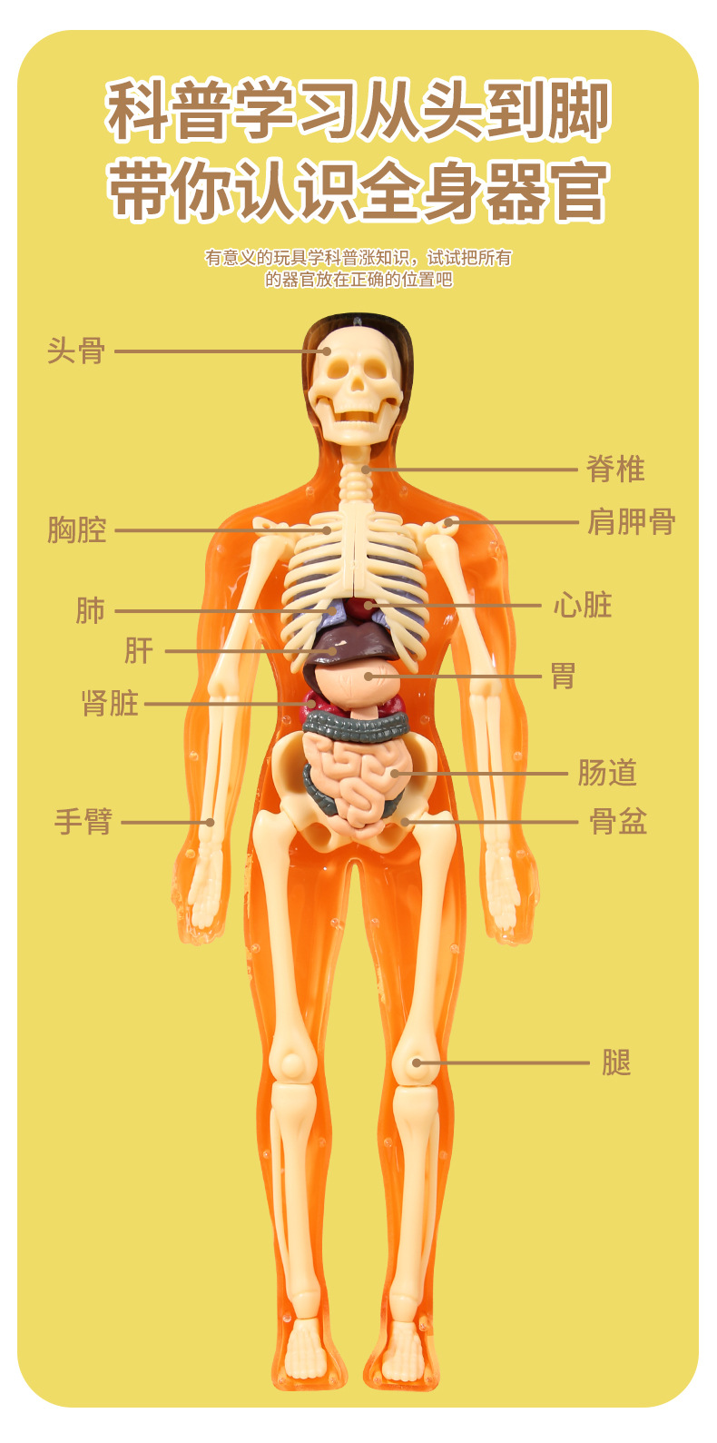 跨境儿童人体骨骼模型玩具科教认知组装骨架结构玩具批发详情5