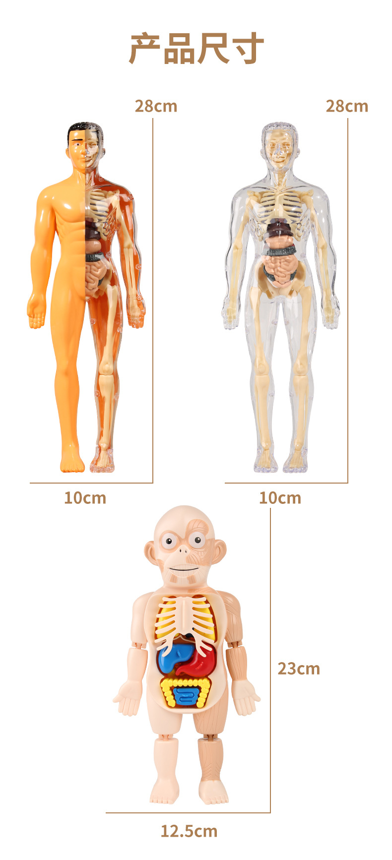 跨境儿童人体骨骼模型玩具科教认知组装骨架结构玩具批发详情6
