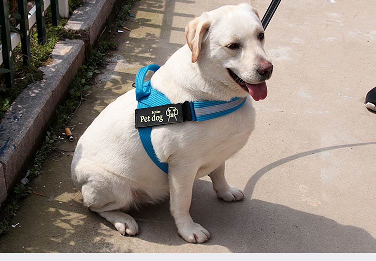 T-vest style k9 dog chest and back Golden Retriever Labrador dog leash, medium-sized large dog walking leash chest and back strap pic 9