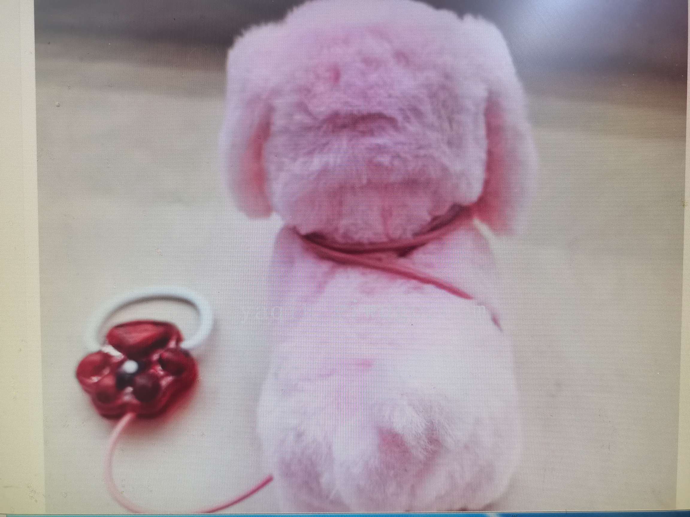 新款电动儿童毛绒玩具牵绳大狗带灯带叫声会走路摇尾巴地摊热卖厂家直销详情图8