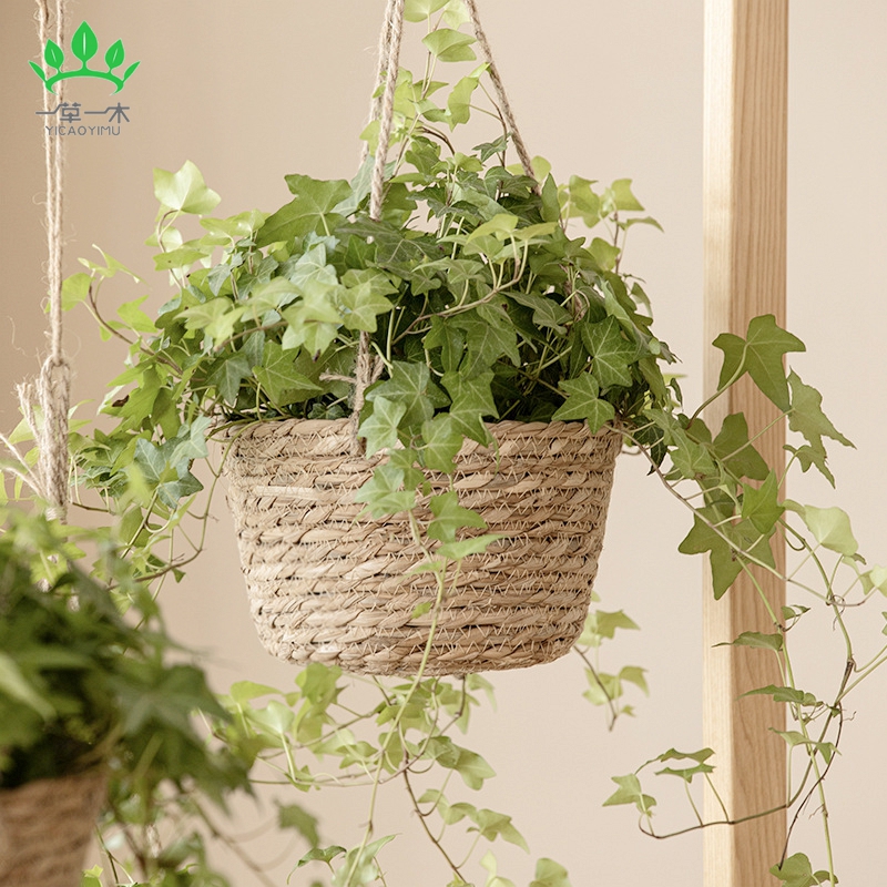 植物工艺品实物图