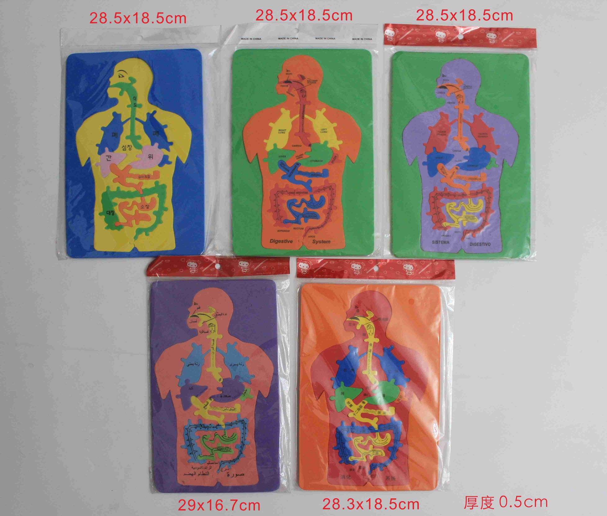 人体模形 内脏图 字母 数字 多边形 EVA 拼图