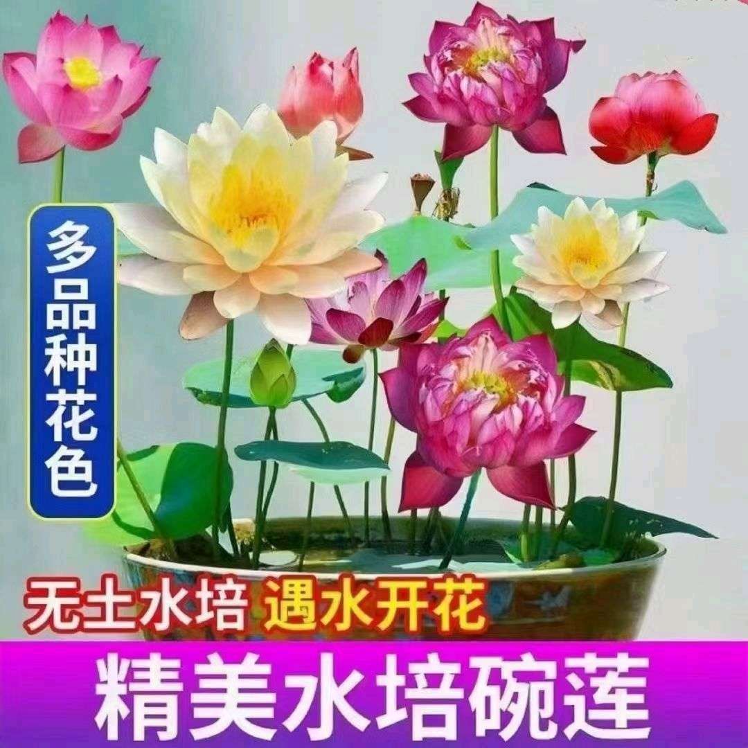 四季碗莲 碗莲种子 遇水开花四季种植 送录音广告绿植睡莲七彩荷花无土水培莲花 碗莲水培植物花卉室内花水养荷花盆栽四季碗莲产品图