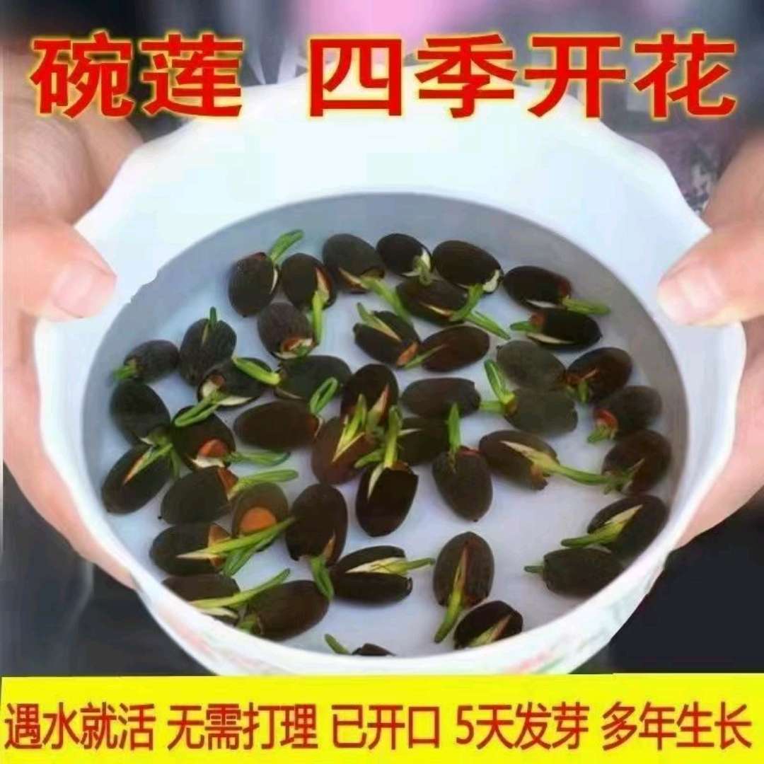 四季碗莲 碗莲种子 遇水开花四季种植 送录音广告绿植睡莲七彩荷花无土水培莲花 碗莲水培植物花卉室内花水养荷花盆栽四季碗莲详情图8