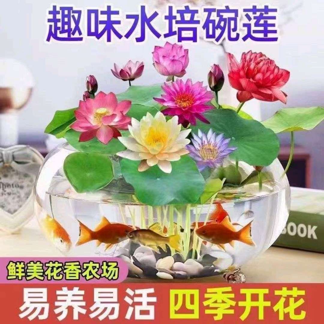 四季碗莲 碗莲种子 遇水开花四季种植 送录音广告绿植睡莲七彩荷花无土水培莲花 碗莲水培植物花卉室内花水养荷花盆栽四季碗莲