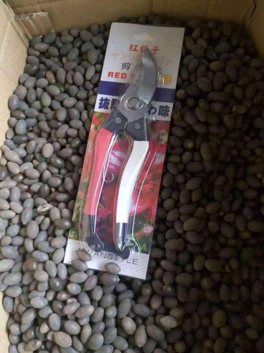 碗莲遇水开花 四季种植水培植物 室内绿植睡莲 七彩荷花无土四季碗莲 小投资大回报 碗莲种子600元一套 四季碗莲 碗莲种详情图8