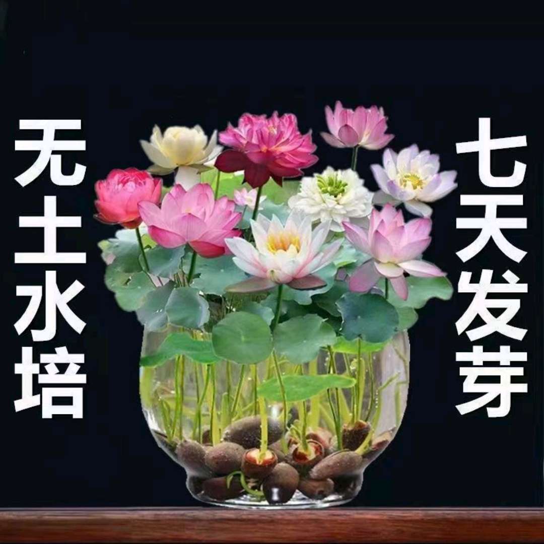 四季碗莲 碗莲种子 遇水开花四季种植 送录音广告绿植睡莲七彩荷花无土水培莲花 碗莲水培植物花卉室内花水养荷花盆栽四季碗莲详情图3