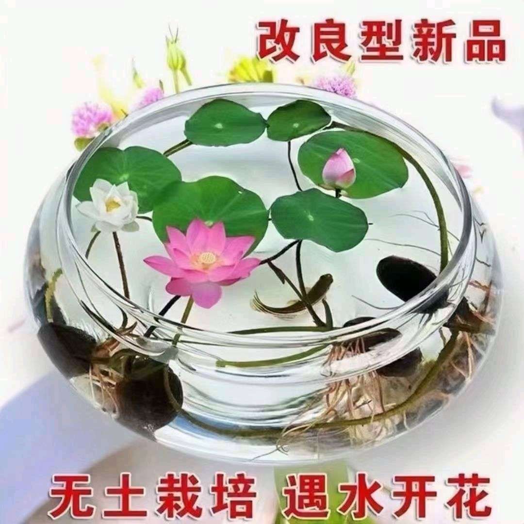四季碗莲 碗莲种子 遇水开花四季种植 送录音广告绿植睡莲七彩荷花无土水培莲花 碗莲水培植物花卉室内花水养荷花盆栽四季碗莲细节图