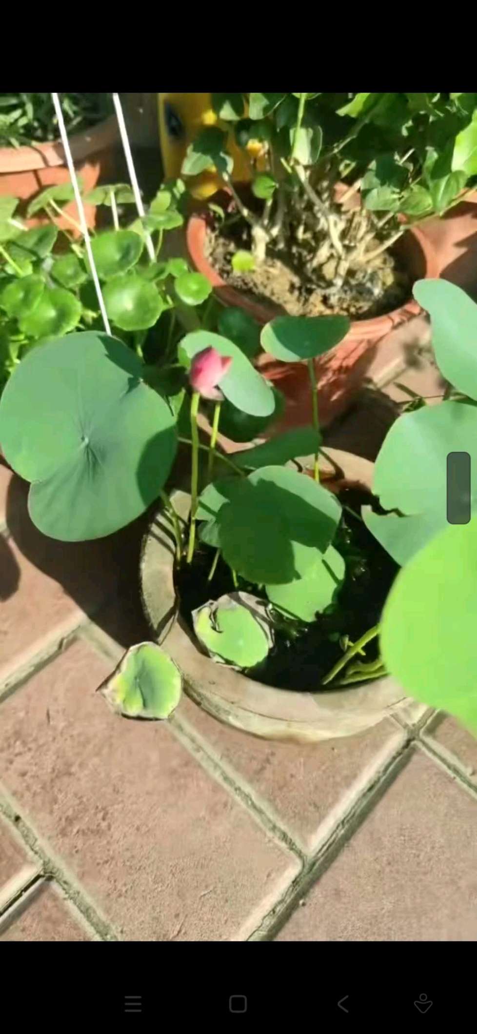 碗莲遇水开花 四季种植水培植物 室内绿植睡莲 七彩荷花无土四季碗莲 小投资大回报 碗莲种子600元一套 四季碗莲 碗莲种详情图2