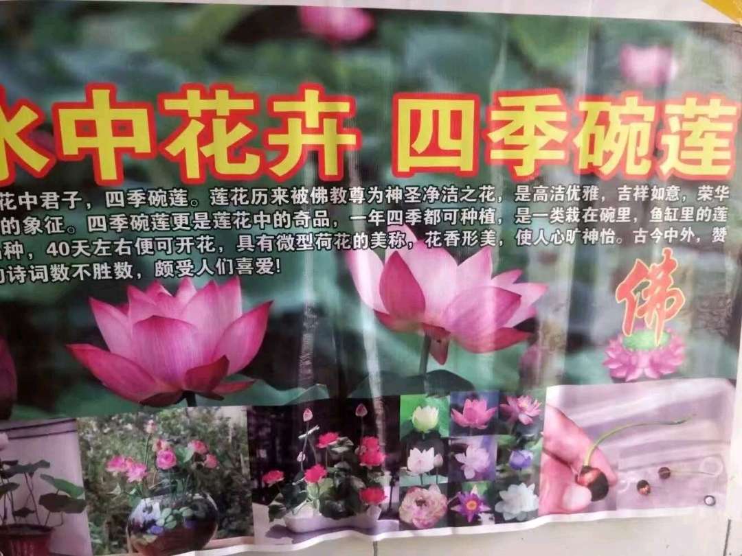 四季碗莲 碗莲种子 遇水开花四季种植 送录音广告绿植睡莲七彩荷花无土水培莲花 碗莲水培植物花卉室内花水养荷花盆栽四季碗莲详情图9
