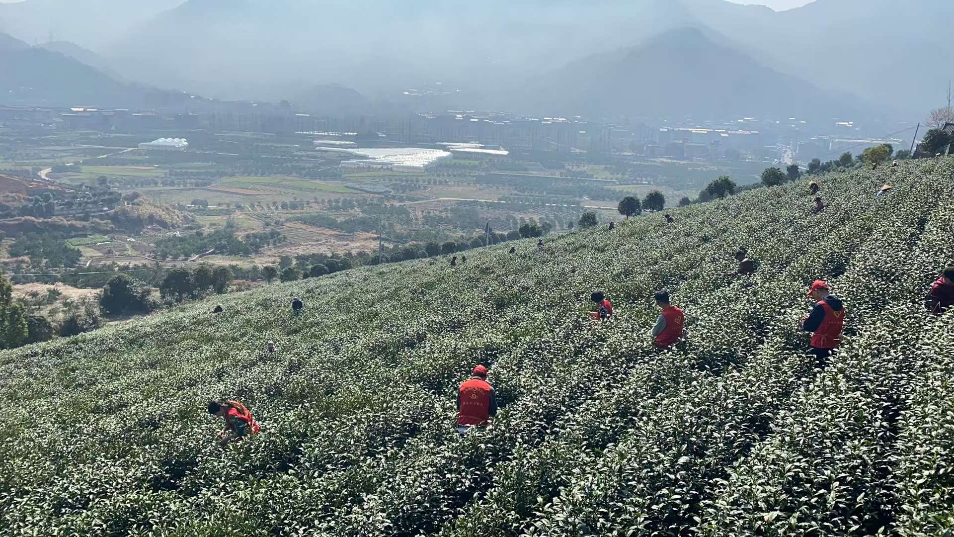 “鲍坞牌”  高山红茶。