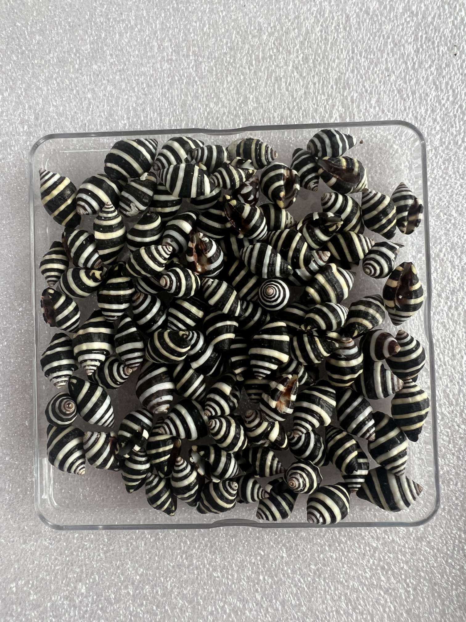 班🐴螺天然海螺，装饰工艺品产品图
