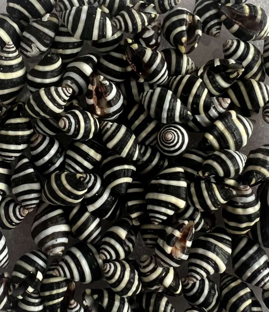 班🐴螺天然海螺，装饰工艺品