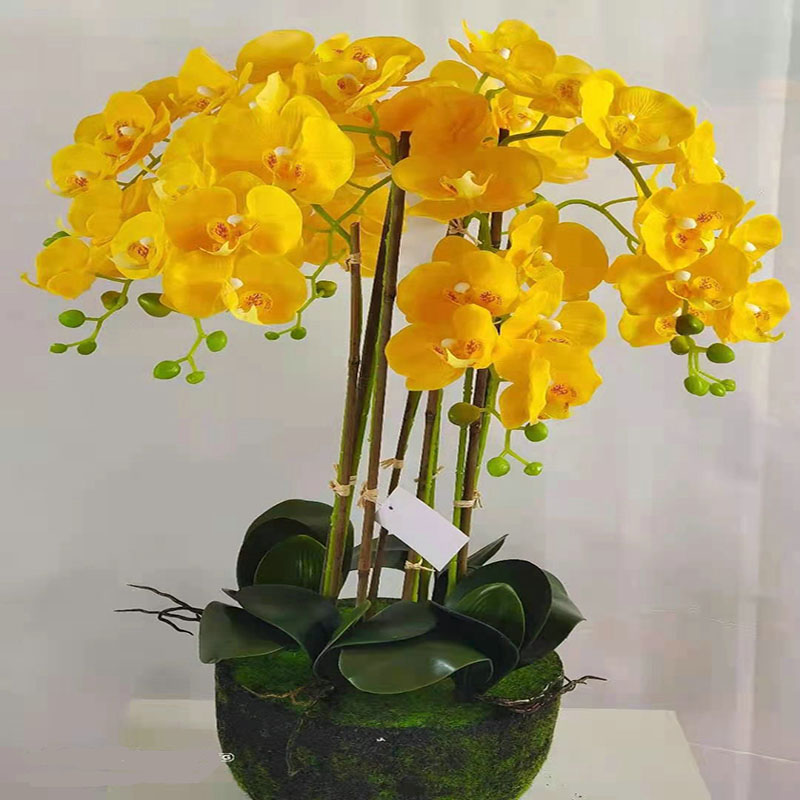 Factory store wholesale potted plants Application Scenario