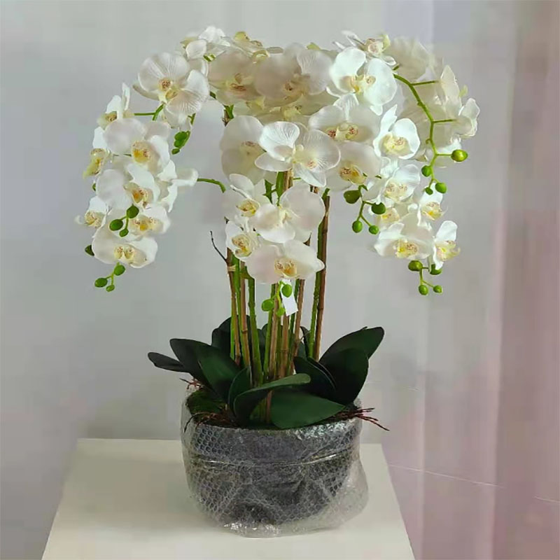 Factory store wholesale potted plants Item Picture