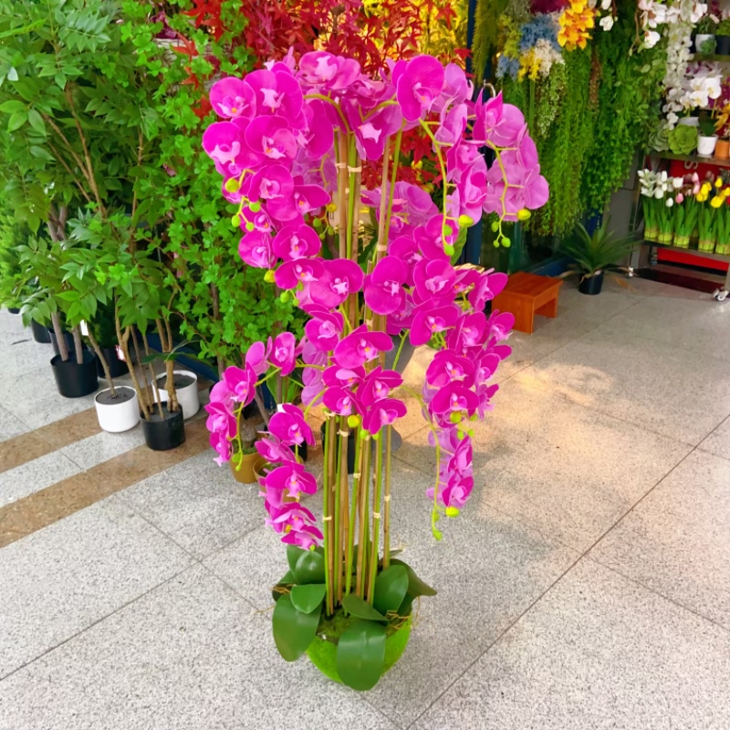 Factory store wholesale potted plants details Picture