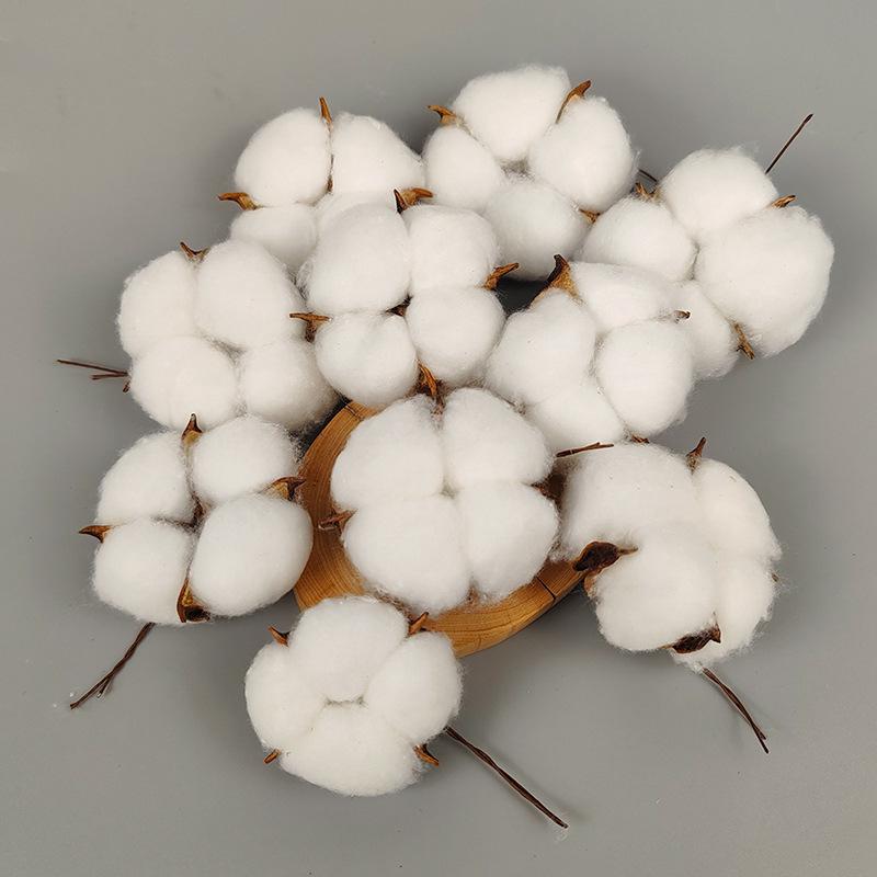 natural dry cotton headband rod cotton bouquet xinjiang cotton preserved fresh flower props home decor floriculture flower arrangement materials