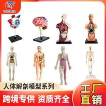 human body structure model toy children's stem cognitive science and education educational organ assembly bone skeleton construction manufacturer