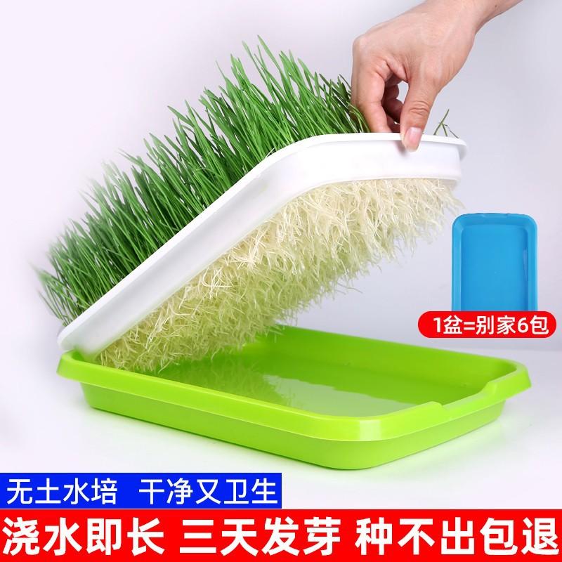 grass hydroponic grass seed planting suit hair removal cream depilation ball grass seed snacks catnip