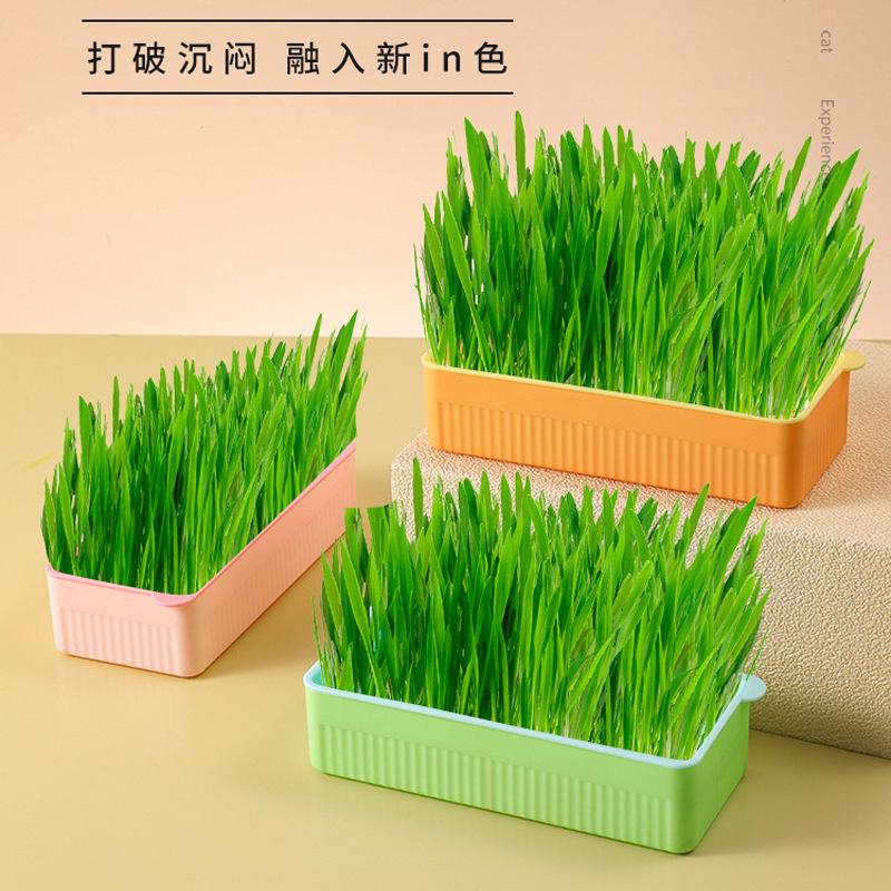 new pet  grass planting box soilless cultivation  grass set  snack hydroponic grass planting pet supplies