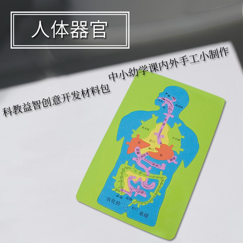 Human Organs DIY Creative Materials Kit Stickers Free Jigsaw Model Combination