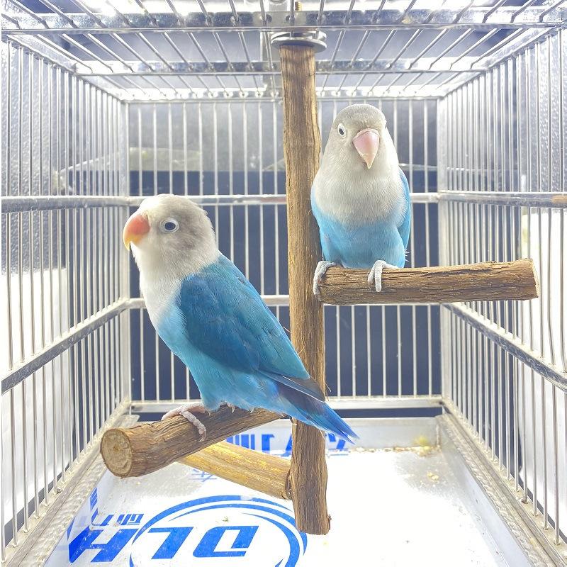 parrot stand stand stand stick stand rod bird perch wood training frame bird supplies bird cage accessories toy bird