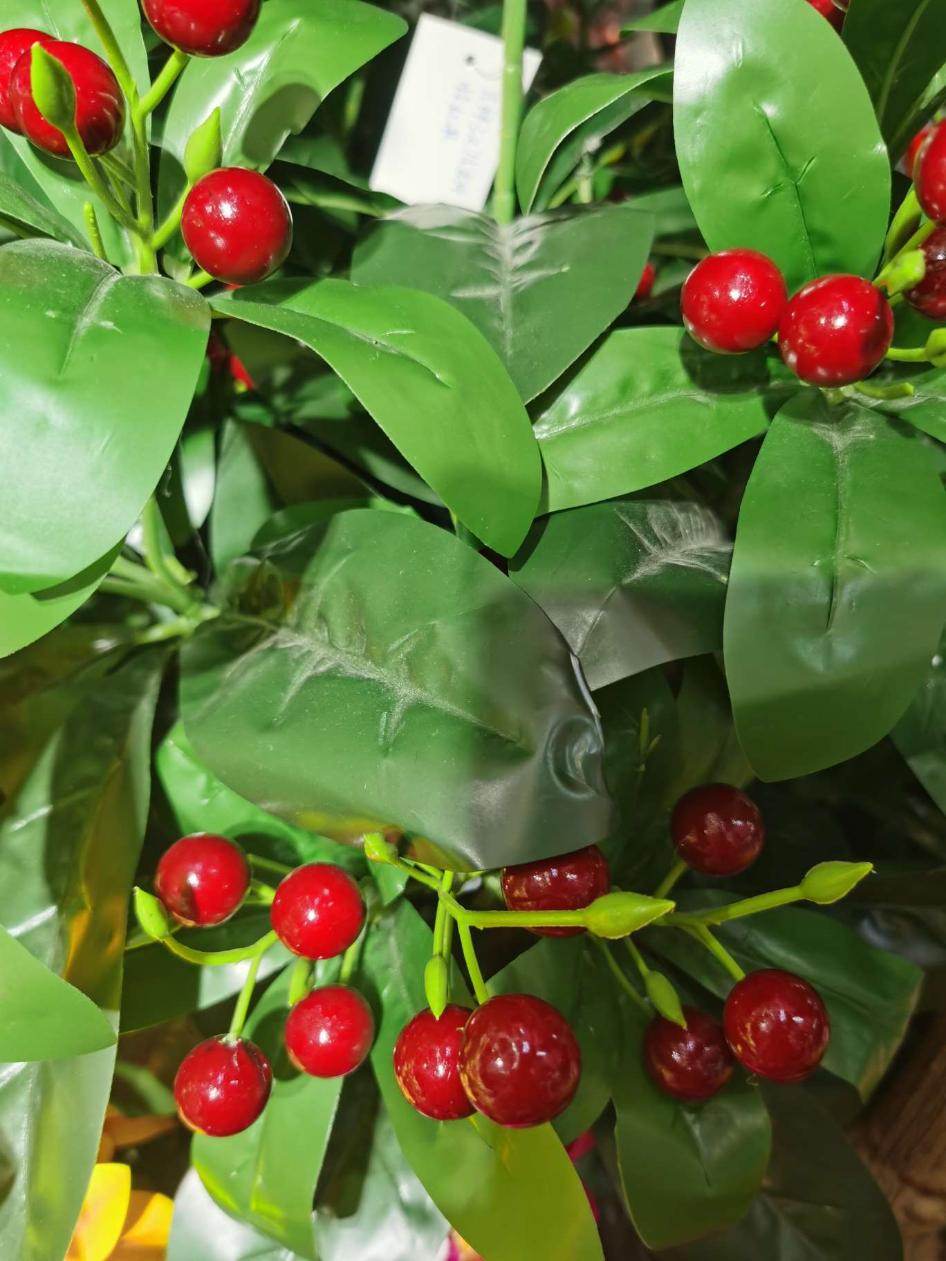 发财果白底实物图