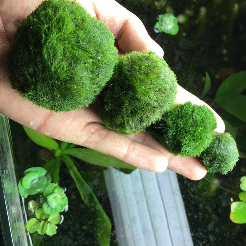 fish tank aquatic plants living glass flower container seaweed ball aquarium landscaping decoration green algae wholesale 2-7cm