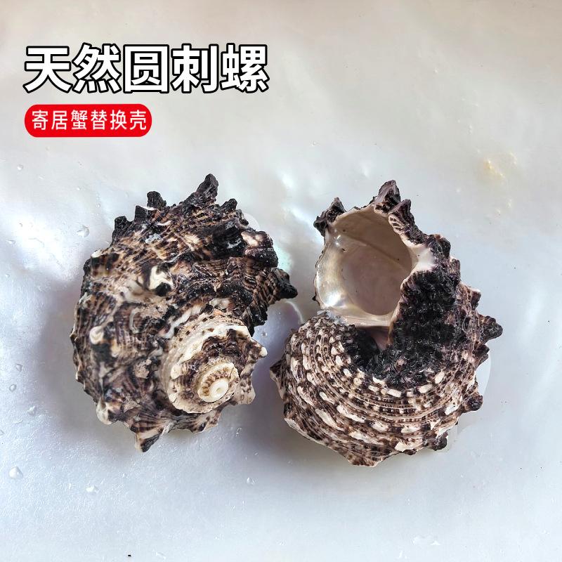 natural black circle conch hermit crab aquarium fish tank scenery decoration products