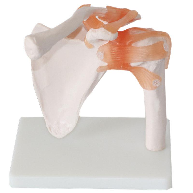 medical letter mdcd human shoulder joint model functional shoulder joint model shoulder joint ligament model