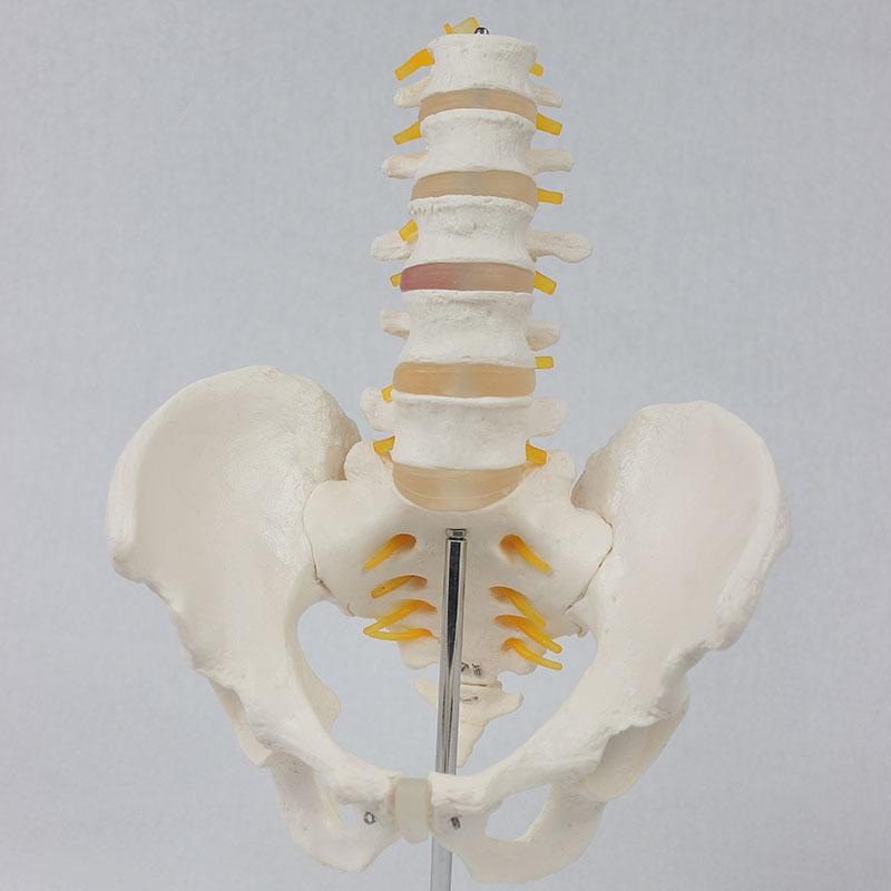 5-section lumbar spine with pelvic attached nerve simulation human lumbar spine medical display model