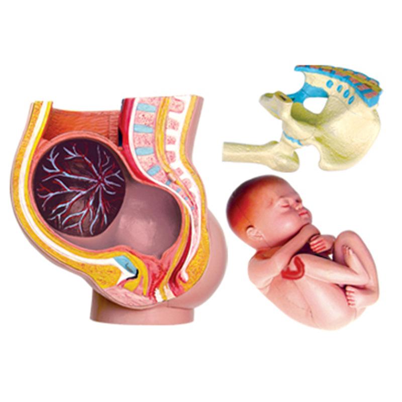 4d master puzzle assembled toy human pregnancy organ anatomy model medical teaching diy popular science tools Specification drawing