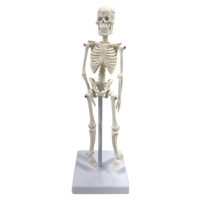 simulation human skeleton model 22cm detachable medical biology teaching skull spine movable pvc