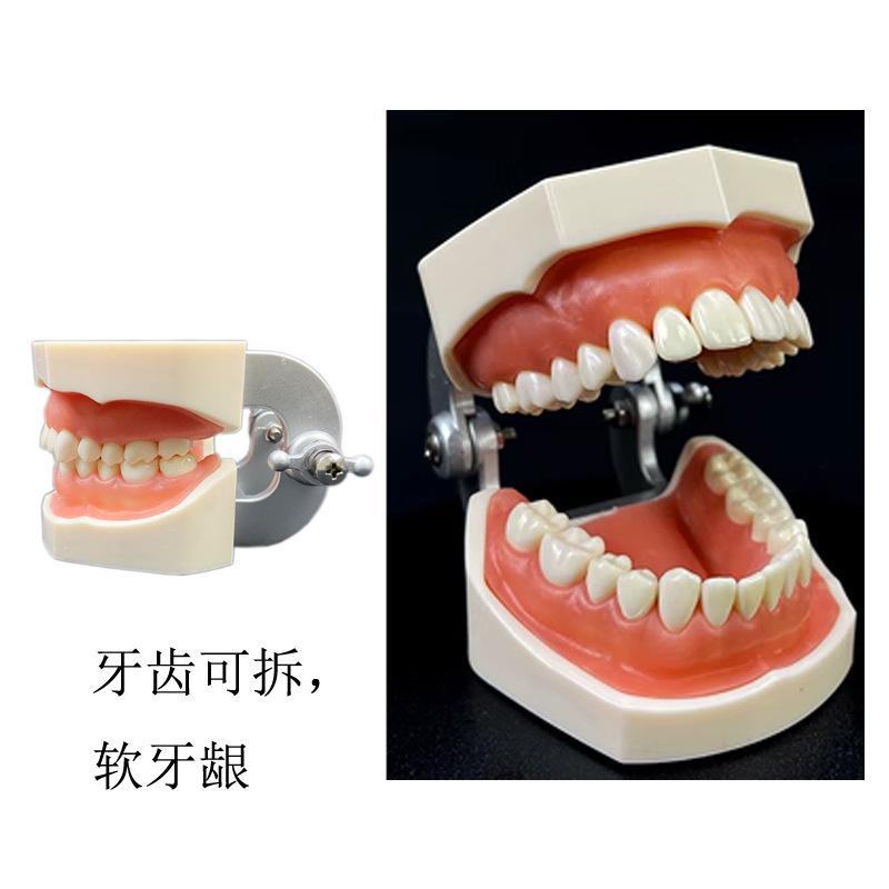 new 28 tooth preparation model detachable soft gum dental teaching practice teaching tooth model for medical school