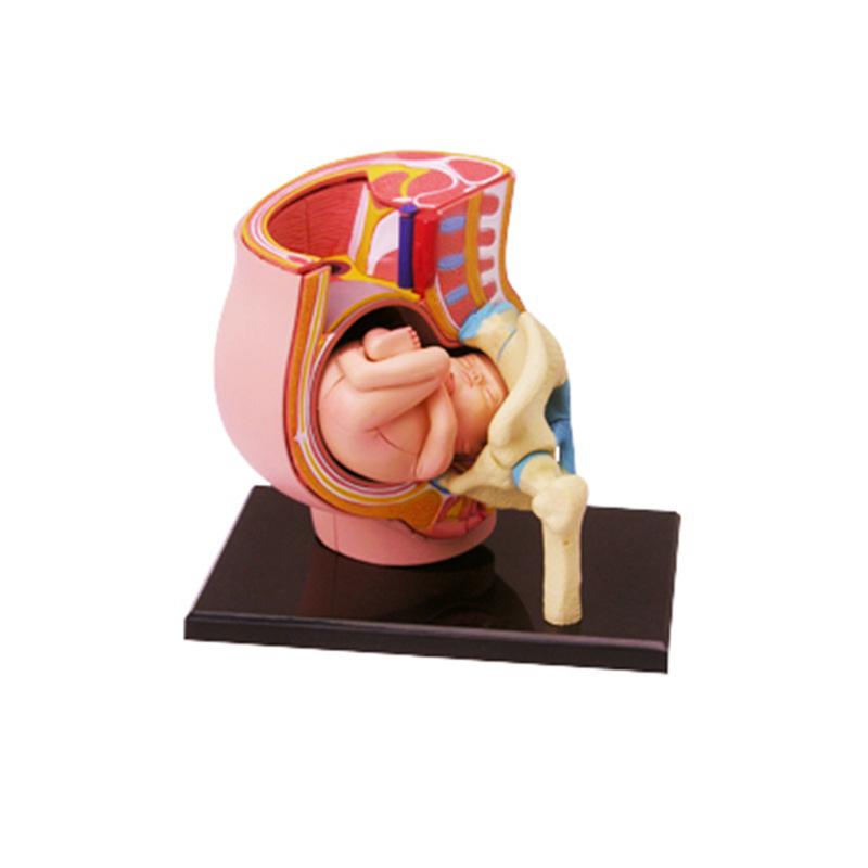 4d master puzzle assembled toy human pregnancy organ anatomy model medical teaching diy popular science tools full figure