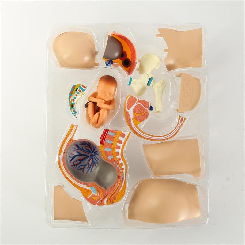 4d master puzzle assembled toy human pregnancy organ anatomy model medical teaching diy popular science tools Application Scenario