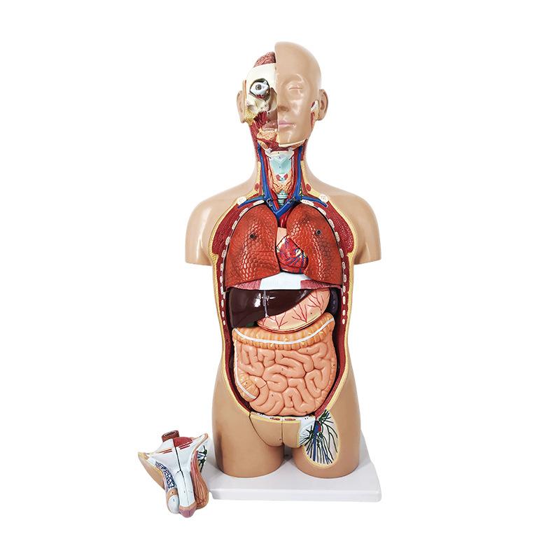 human anatomy model organ detachable medical teaching human organ model trunk system construction drawing