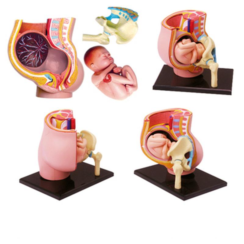 4d master puzzle assembled toy human pregnancy organ anatomy model medical teaching diy popular science tools details Picture