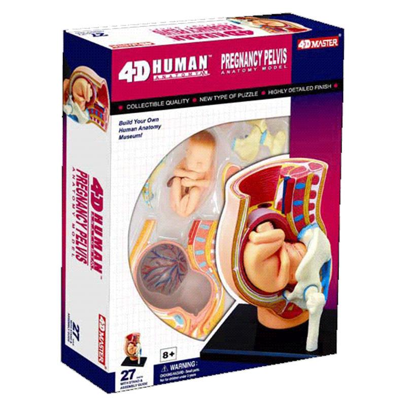 4d master puzzle assembled toy human pregnancy organ anatomy model medical teaching diy popular science tools Item Picture