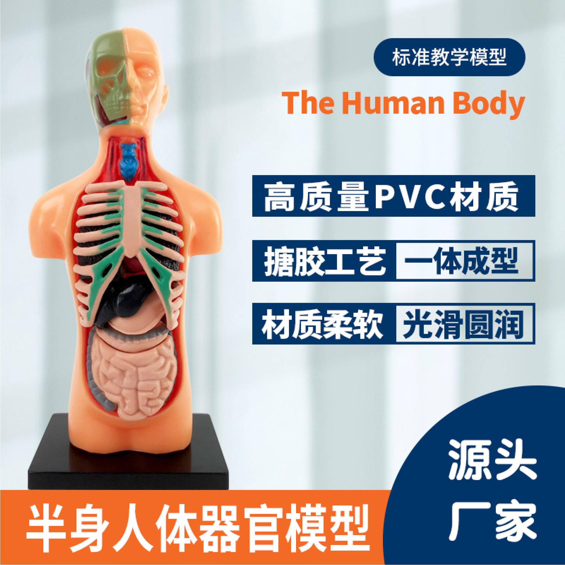 cross-border hot sale certificate complete customization wholesale medical human organ structure model children's educational early education toys