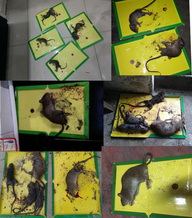 Qiang Shun Qiang Mouse Sticker Mouse Trap Sticker Rat Trap Mouse Glue Deratization Factory Direct Sales Wholesale Application Scenario